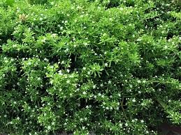 Image result for Crassula expansa