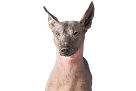This is actually a great price because other hairless dog breeds can reach astronomical heights. Peruvian Inca Orchid Dog Breed Information American Kennel Club