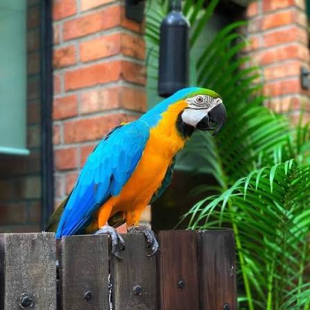 Blue and Gold Macaw