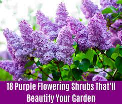 Check spelling or type a new query. 18 Purple Flowering Shrubs That Ll Beautify Your Garden Diy Crafts