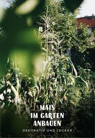 Die Drei Schwestern Gemuse Wohngemeinschaft Im Indianerbeet Gartenblog Hauptstadtgarten Garten Pflanzen Bepflanzung
