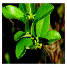 Image result for Cryptolepis oblongifolia