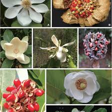 Representatives of Magnolia species. A, M. pallescens (sect.... | Download  Scientific Diagram