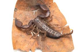 Remove debris such as loose rocks, stacks of firewood, boards, piles of leaves, tree bark, trash and. How To Get Rid Of And Keep Scorpions Away In Arizona