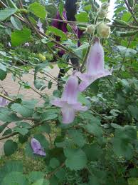 Image result for Ceratotheca triloba