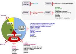 Check spelling or type a new query. Cyclin Dependent Kinase Cdk Inhibitors As Anticancer Drugs Recent Advances 2015 2019 Sciencedirect