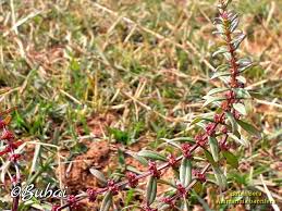 Image result for Ammannia aegyptiaca