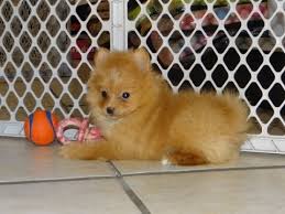 Hide this posting restore restore this posting. Mini Pomeranian For Sale Craigslist Novocom Top
