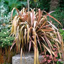 Image result for Phormium