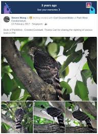 Fbm20170213 Threeyearsago Birds Of Parkwest Singapore Crestedgoshawk Fish Pet Pets Bald Eagle