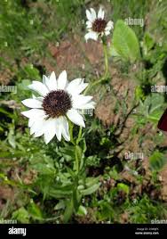 Image result for Callilepis laureola