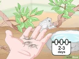 These two species — the gray treefrog and cope's gray treefrog — are very similar. How To Care For A Gray Tree Frog Wikihow