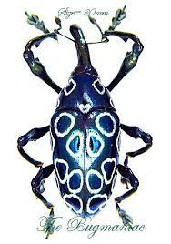 curculionidae mf alcidodes occelatus insect collection insects for sale bugs and insects