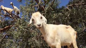Image result for Mansour bin Zayed Al Nahyan goat