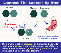Image result for Lactase Deficiency