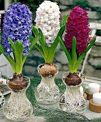 We are unable to ship bulbs to tas and wa because of state biosecurity law. Forcing Spring Flowering Bulbs Indoors Spring Flowering Bulbs Bulb Flowers Flower Pots
