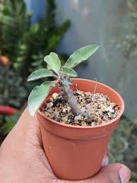 Image result for Euphorbia platyrrhiza
