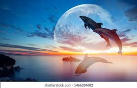 960 x 854 jpeg 147 кб. Silhoutte Beautiful Dolphin Jumping Sea Sunset Stock Photo Edit Now 1466284682