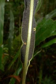 Image result for Elaphoglossum aubertii