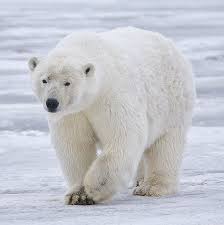 polar bear wikipedia