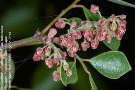 Image result for Phyllanthus udoricola