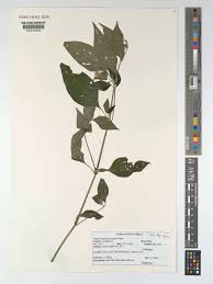 Image result for Justicia nyassana