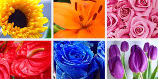 We did not find results for: Choosing The Right Colour Flowers For Your Wedding Inmotion Flowers