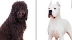 Dog Breeds | List of Dog Breeds A-Z, Pictures, Profiles