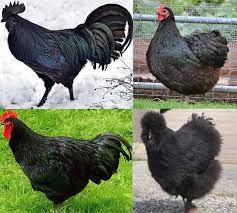 The malay chicken needs a lot of space. 5 Best Black Chicken Breeds