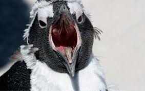 Collection of penguin smiley faces isolated on white background. The 7 Most Terrifying Mouths In Nature Cracked Com
