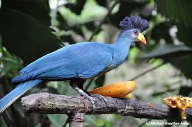 Image result for Entephria byssata