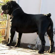 Boerboel may weigh 30 kg / 67 pounds more than rottweiler. 12 Boerbel Ideas African Boerboel South African Mastiff Boerboel