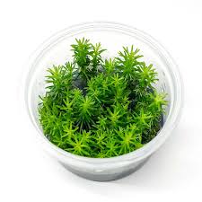 Image result for Pogostemon aquaticus