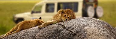 It is not recommended to even visit both kenya and tanzania if only 10/days, rather one country only. Best Africa Tour Operators In Uganda Safari Empire