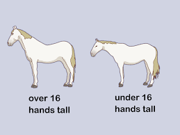 how to measure the height of horses 11 steps with pictures