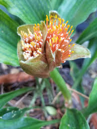 Image result for Scadoxus membranaceus