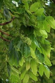 Image result for Khaya anthotheca