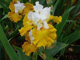 Tour De France 10 Iris Bearded Iris Flowers