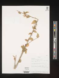 Image result for Hibiscus meyeri