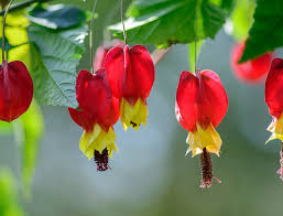 Image result for Abutilon rehmannii