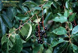Image result for Prunus serotina
