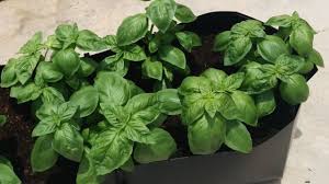 Rare herb plants & medicinal plant. Growing Basil How To Grow Basil Plants Geekgardener