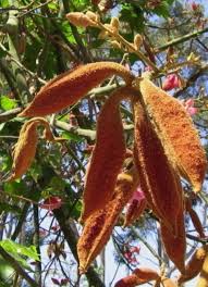 White Kurrajong Seed Pods Brachychiton Discolor Seed Pods San Diego Botanic Garden Seeds