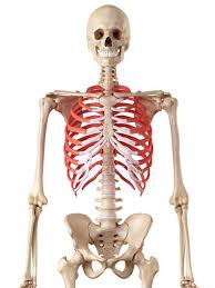 Rib cage anatomy bones with circulatory system. Human Rib Cage Anatomy Computer Artwork Biological Stock Photo 160565768