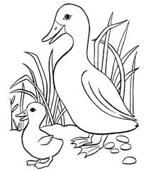 Foto gambar flora dan fauna. Tolong Carikan Gambar Flora Dan Fauna Soalnya Mau Saya Gambar Brainly Co Id