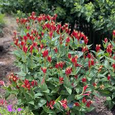 Image result for Spigelia