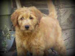 We raise multi generation labradoodles. F 1 Miniature Labradoodle Puppies 13 Wks For Sale In Rio Linda California Classified Americanlisted Com