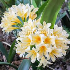 Image result for clivia