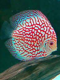 Pin By Alfian Pratama On Discos Discus Fish Tropical Freshwater Fish Colorful Fish