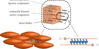 How to draw muscular torso draw and render muscular torso drawing arm drawing full body. Spindle Shaped Smooth Muscle Cells Assembled Of Active And Passive Download Scientific Diagram